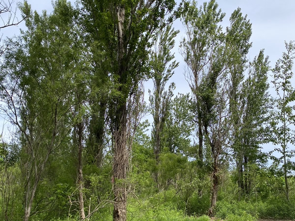 銭函造成工事①