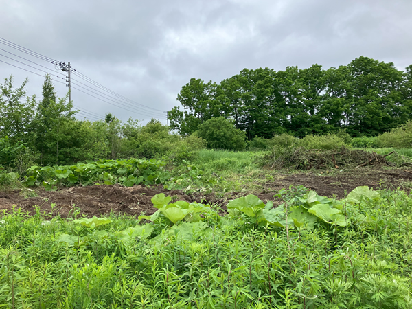 令和5年 恵庭市 造成工事②