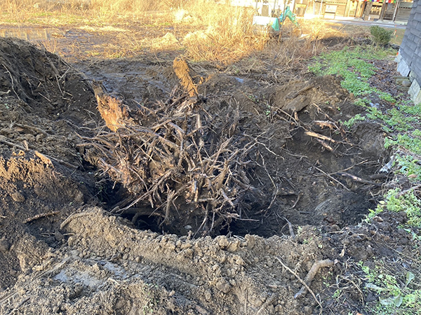 令和6年 11月 恵庭市 抜根工事②