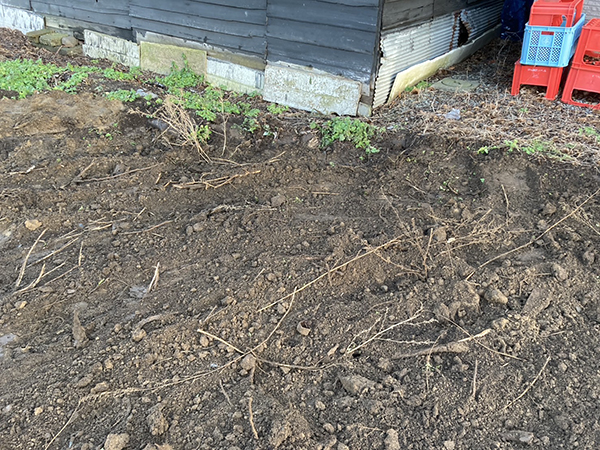 令和6年 11月 恵庭市 抜根工事③